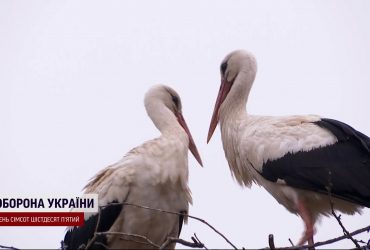 Они прилетели, несмотря на все предрассудки. История уже медийной пары аистов