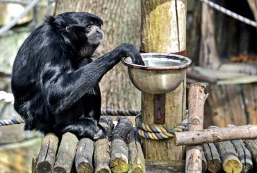 В Киевском зоопарке образовался весенний дуэт: пение сиамангов сняли в кадр (видео)