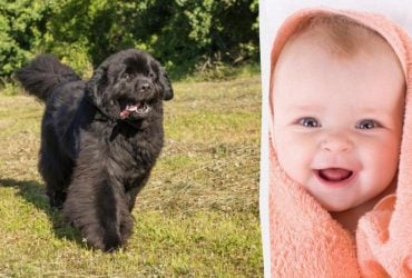 Найкращі собаки для сім'ї з дітьми: топ-3 породи