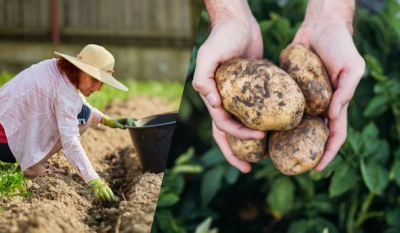 Подготовка лунки для посадки деревьев | AGRONOMU | Дзен