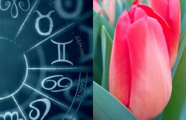 Какие цветы подарить на 8 марта женщине по знаку Зодиака: советы астрологов