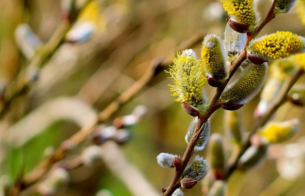 Вербна неділя в Україні буде теплою, але є нюанс (карта)