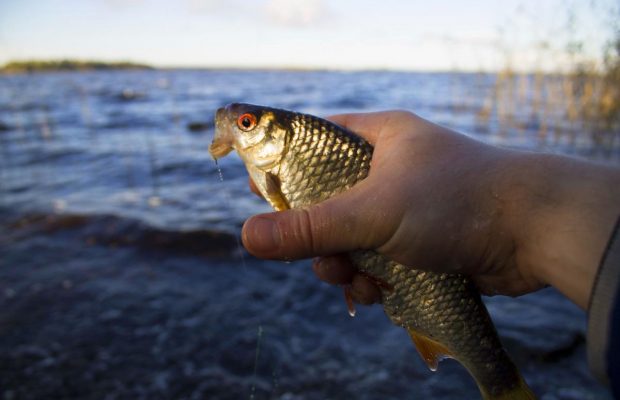 Когда начинает клевать карась и как его привлечь: лайфхаки от бывалых рыбаков