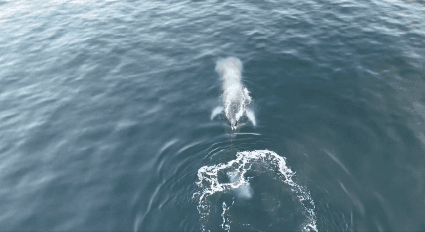 Наперегонки с украинским ледоколом: в Антарктике увидели игривого кита-горбача (видео)