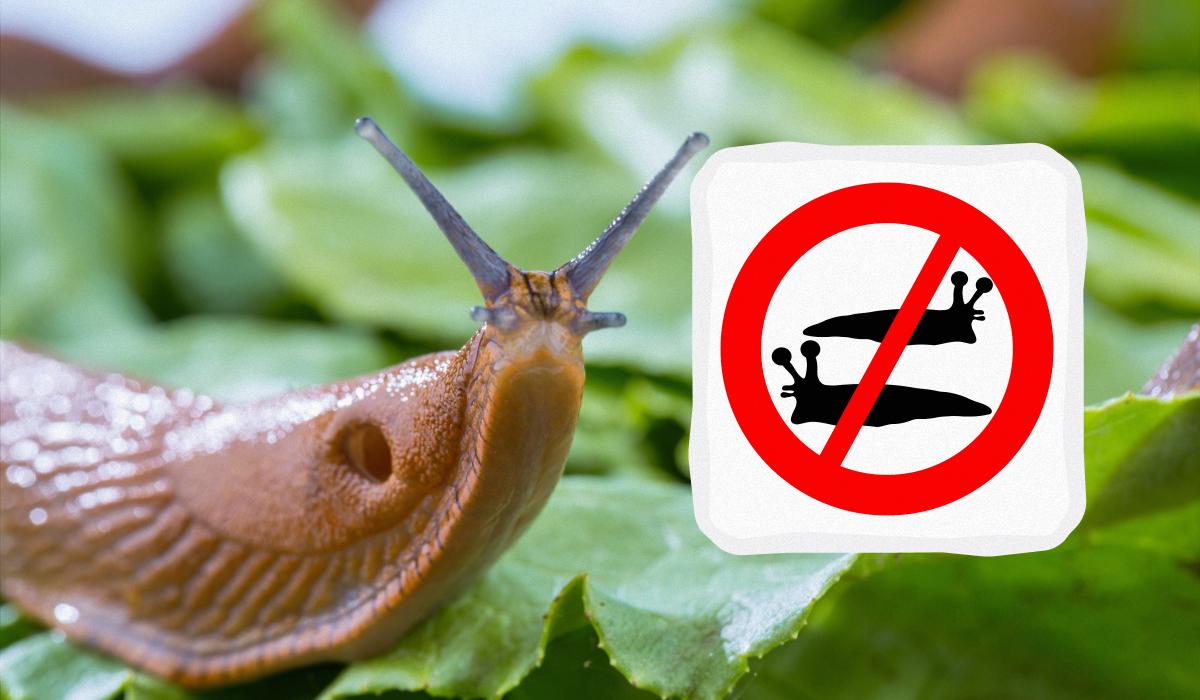 Як позбутися слимаків назавжди / колаж УНІАН, фото ua.depositphotos.com Як позбутися слимаків назавжди / колаж УНІАН, фото ua.depositphotos.com