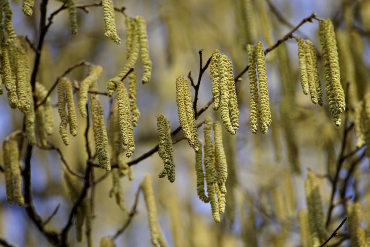 Що за свято сьогодні / фото pixabay.com