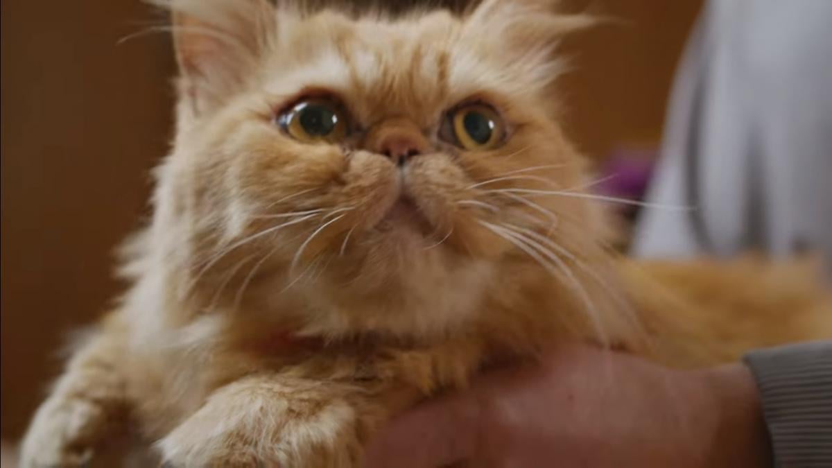 Кішка Шафа/Глорія у фільмі "Ми, наші улюбленці та війна" / скріншот з YouTube