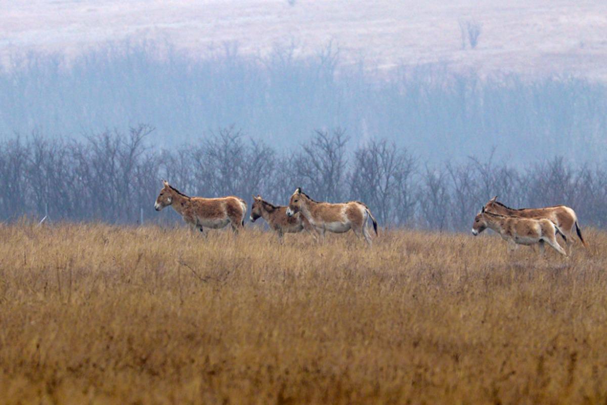 На Одещині існує єдине в Європі стадо куланів / фото facebook.com/rewildingUA
