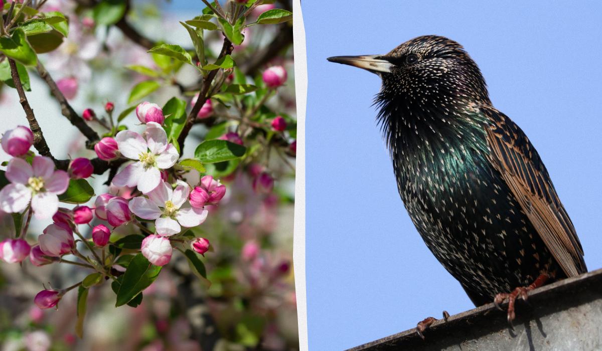 6 травня свято Україна / колаж УНІАН, фото ua.depositphotos.com