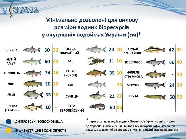 Який розмір риби можна ловити / Державне агентство меліорації та рибного господарства України