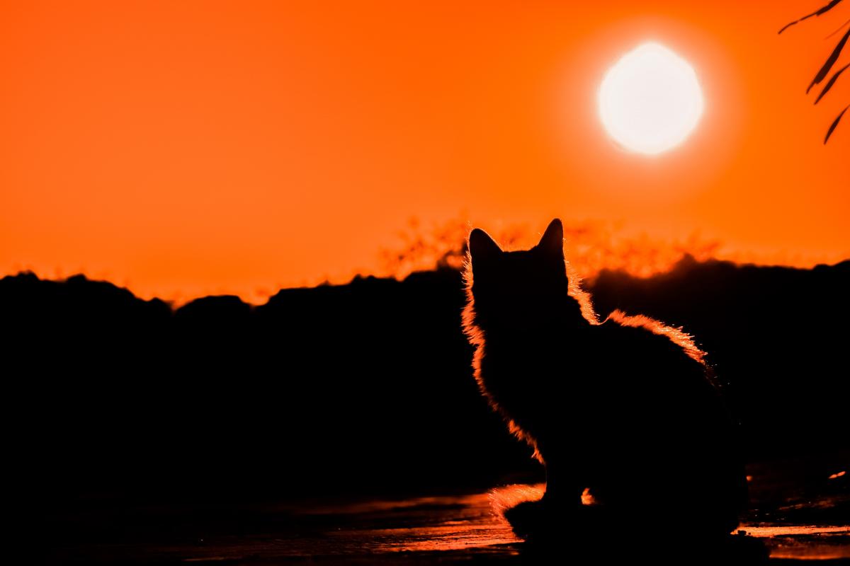 Що принесе молодик у квітні 2024 / pixabay.com Що принесе молодик у квітні 2024 / pixabay.com