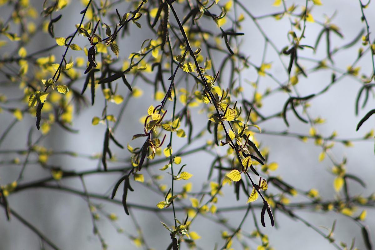 Приметы на сегодня