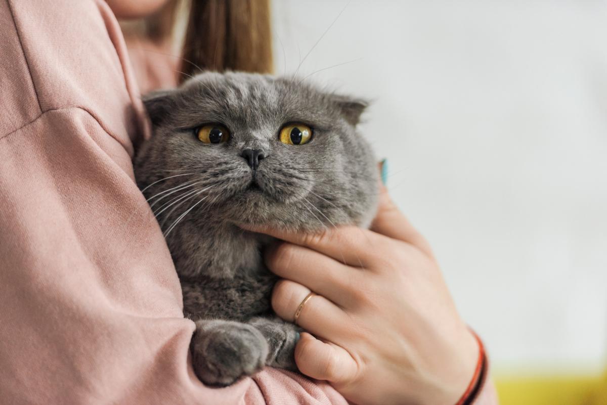 Коты могут хотеть еду, которую им есть нельзя / фото ua.depositphotos.com