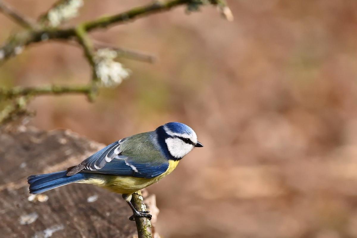 17 травня свято України / фото Pixabay 17 травня свято України / фото Pixabay