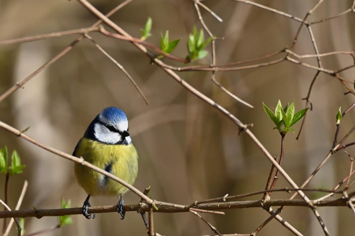 24 апреля праздник Украина / фото Pixabay 24 апреля праздник Украина / фото Pixabay