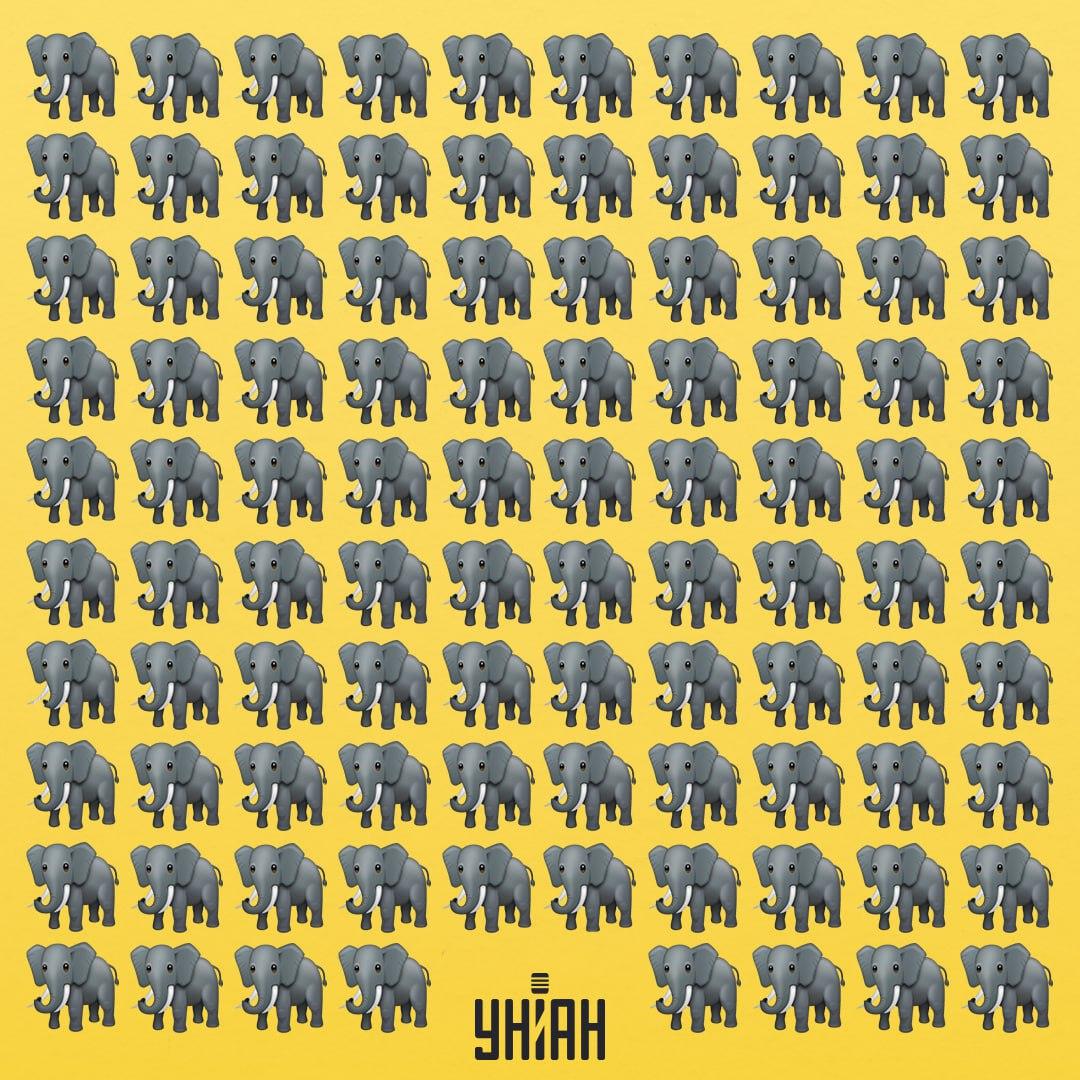 Треба розшукати дивного слона / колаж УНІАН