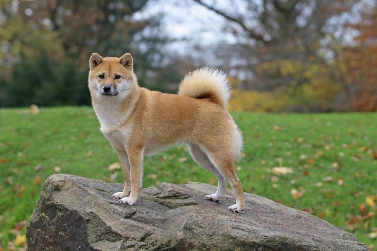 Шіба-іну також відомі своїми вибагливими звичками до догляду за собою / фото ua.depositphotos.com