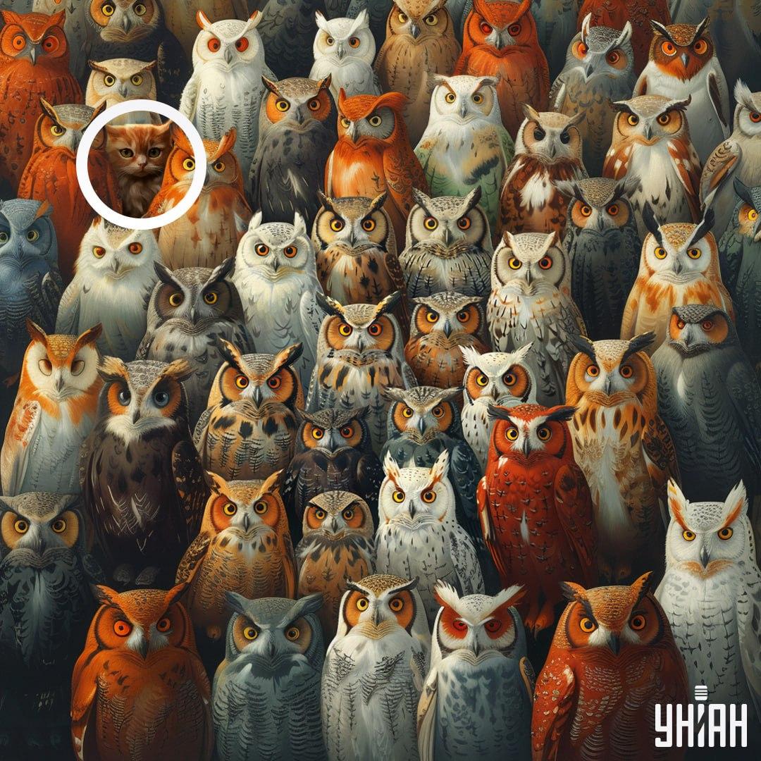Кот находился неподалеку от одного из углов изображения / коллаж УНИАН Кот находился неподалеку от одного из углов изображения / коллаж УНИАН