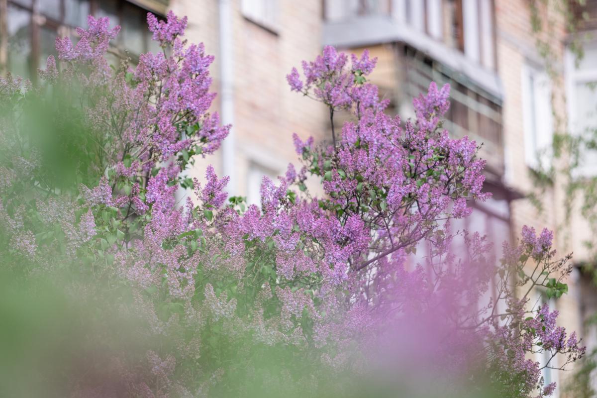 Опадів у Києві 23 квітня не очікується / фото КМДА Опадів у Києві 23 квітня не очікується / фото КМДА