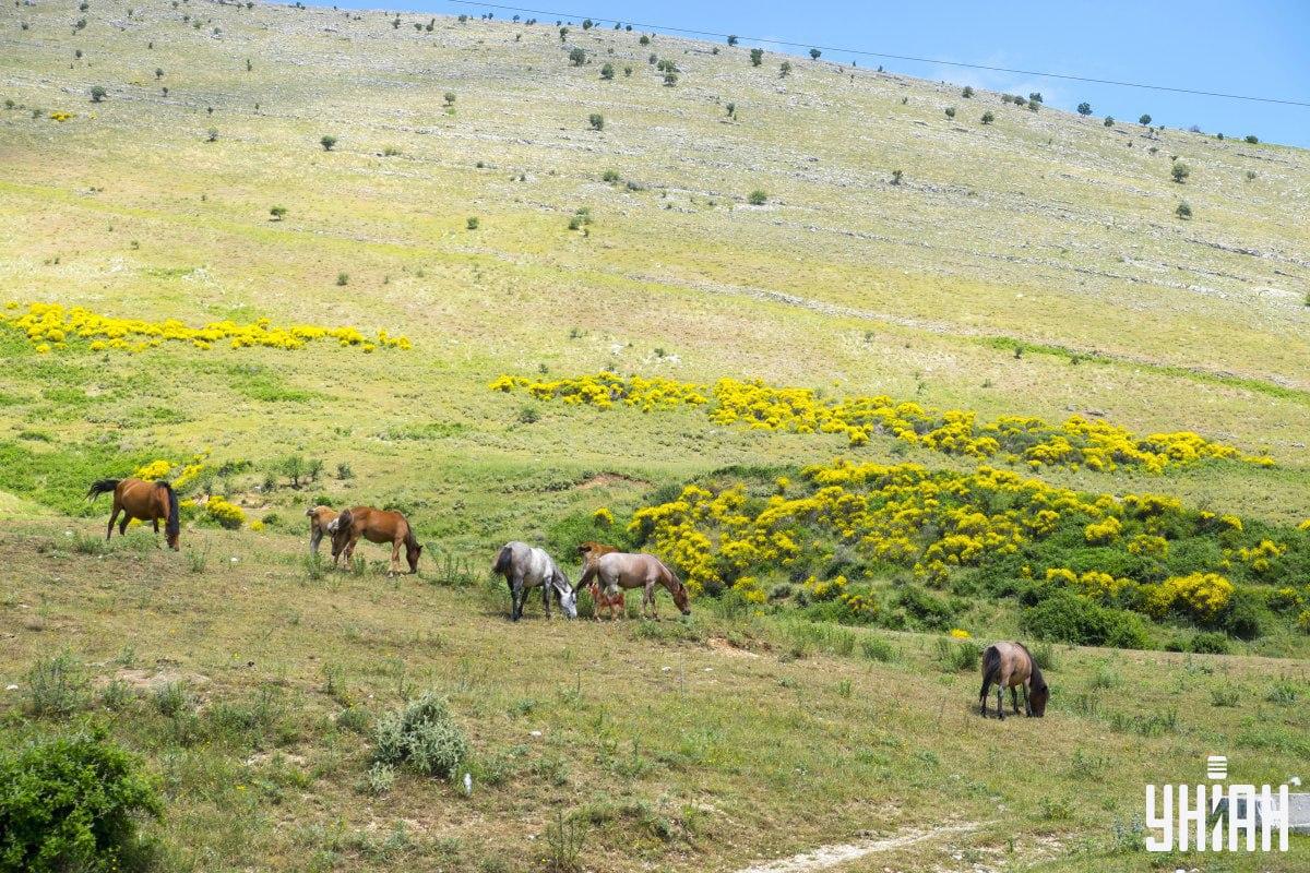 Следует среди лошадей разыскать козу / коллаж c фото УНИАН Следует среди лошадей разыскать козу / коллаж c фото УНИАН