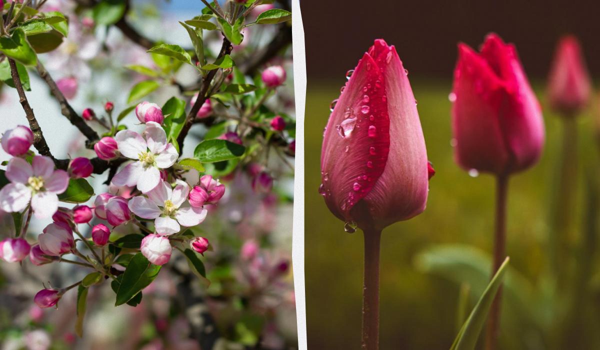 Какой сегодня праздник 19 апреля / коллаж УНИАН, фото ua.depositphotos.com