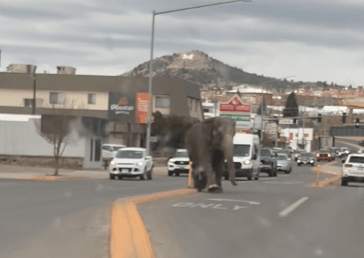 Слон испугался звука автомобиля и начал убегать из цирка / скриншот