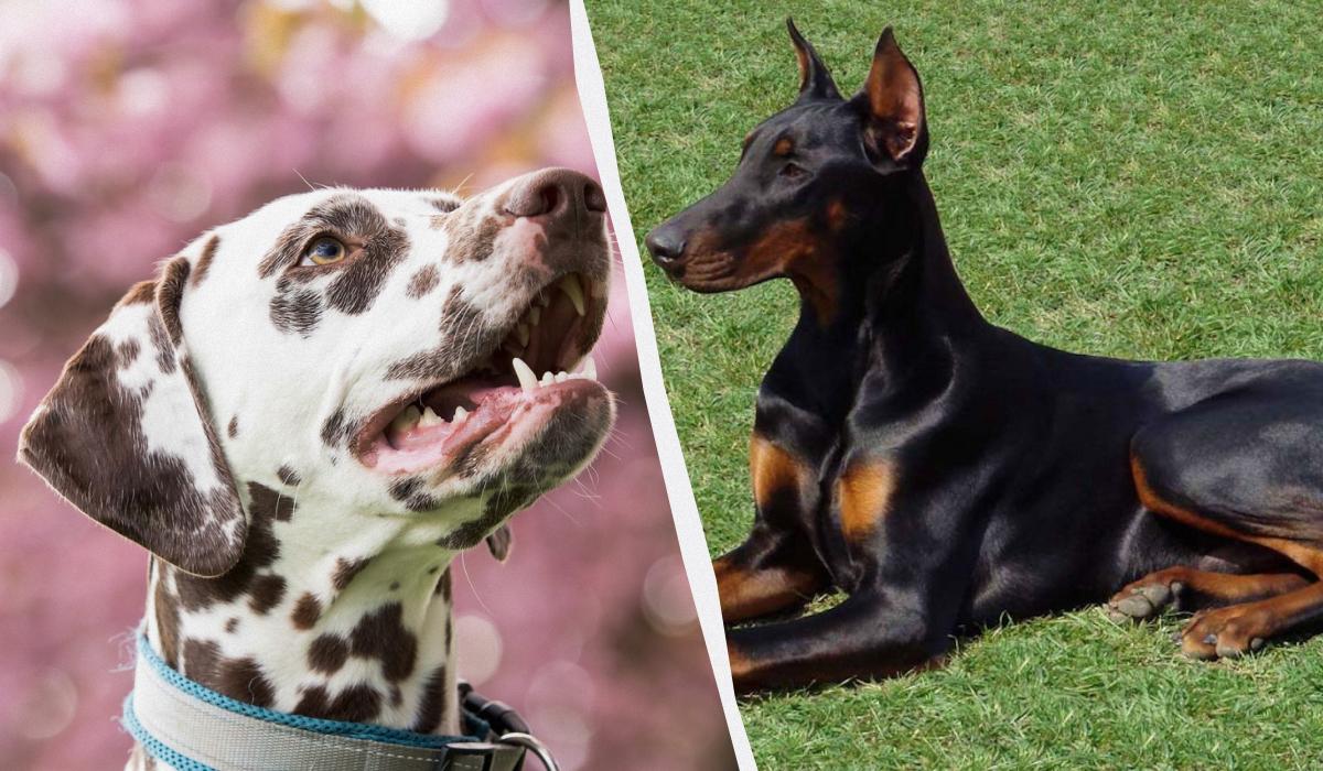 Порода вашого собаки багато що розповість про ваш характер / Колаж УНІАН, фото Rebecca Scholz / Pixabay, wikimedia.org