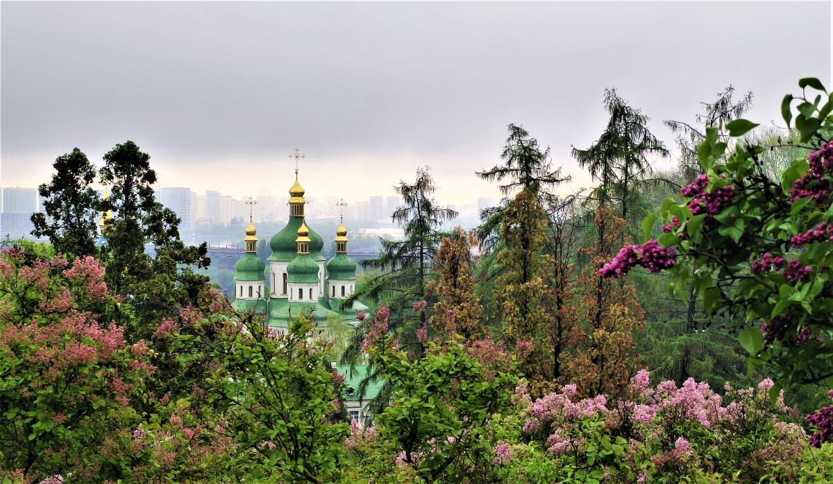 У київському ботсаду Гришка розцвіли перші бузки / фото Марина Григоренко У київському ботсаду Гришка розцвіли перші бузки / фото Марина Григоренко