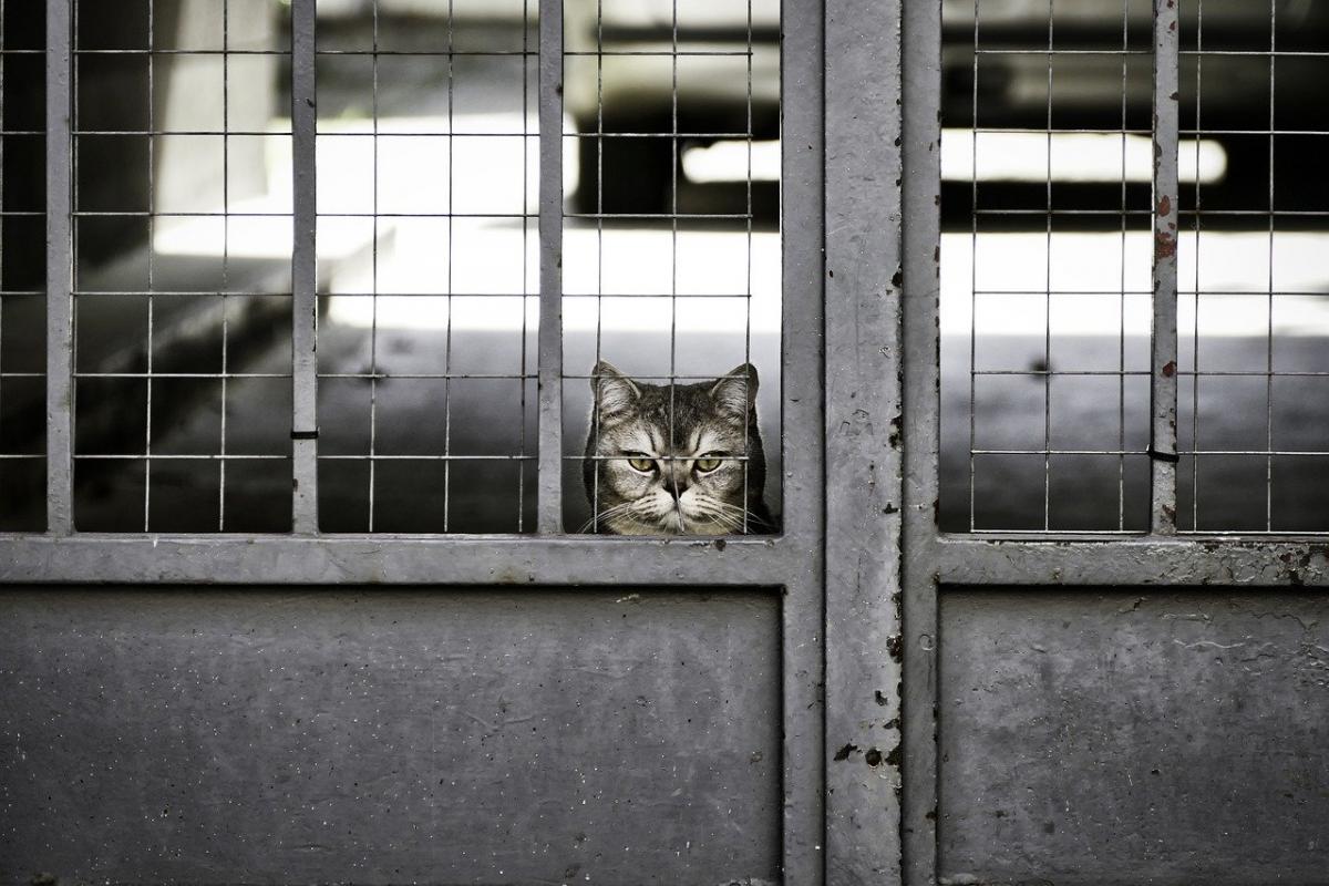 Загалом після скарг сусідів у квартирі було знайдено 30 котів та скелетні рештки / фото pixabay