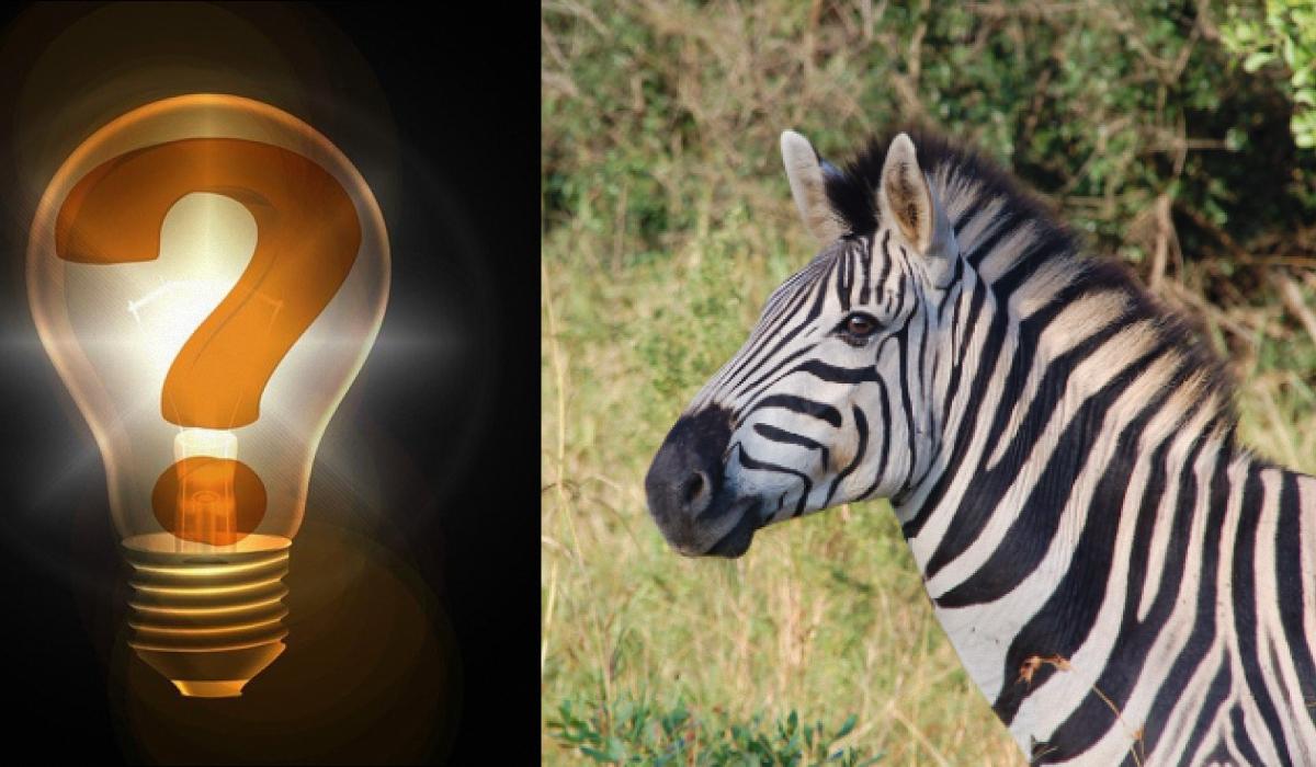Слід швидко розшукати дивну зебру на оптичній загадці / колаж УНІАН з фото pixabay.com