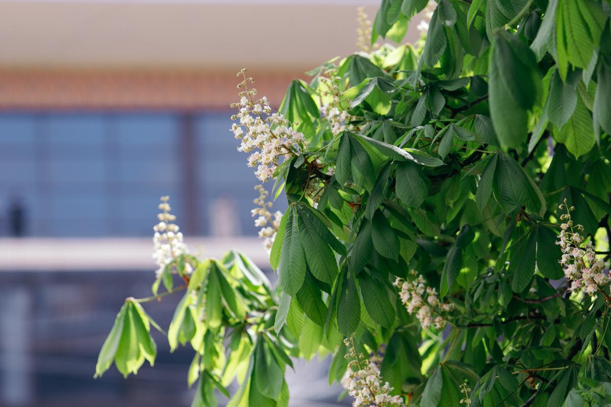 10 травня в Києві стане тепліше / фото КМДА 10 травня в Києві стане тепліше / фото КМДА