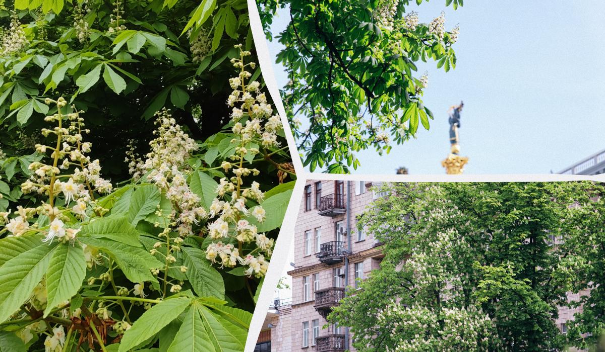 В Киеве расцветают каштаны / коллаж УНИАН, фото Настя Горбачева, КГГА В Киеве расцветают каштаны / коллаж УНИАН, фото Настя Горбачева, КГГА