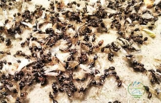 Єдиною метою життя мурах тепер є спарювання / фото "Тузлівські лимани"