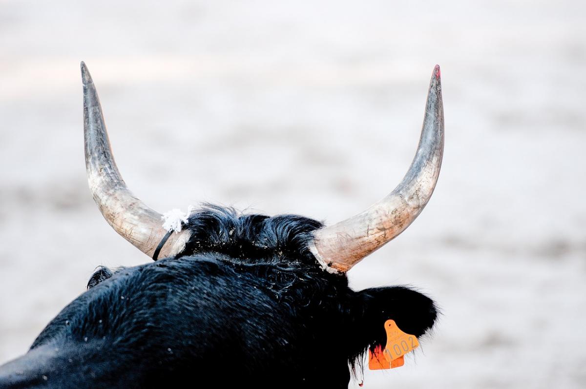В Іспанії є небезпечна традиції, пов'язана з биками / фото pixabay.com