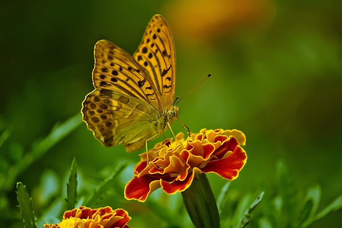 27 июня праздник Украина / фото Pixabay 27 июня праздник Украина / фото Pixabay