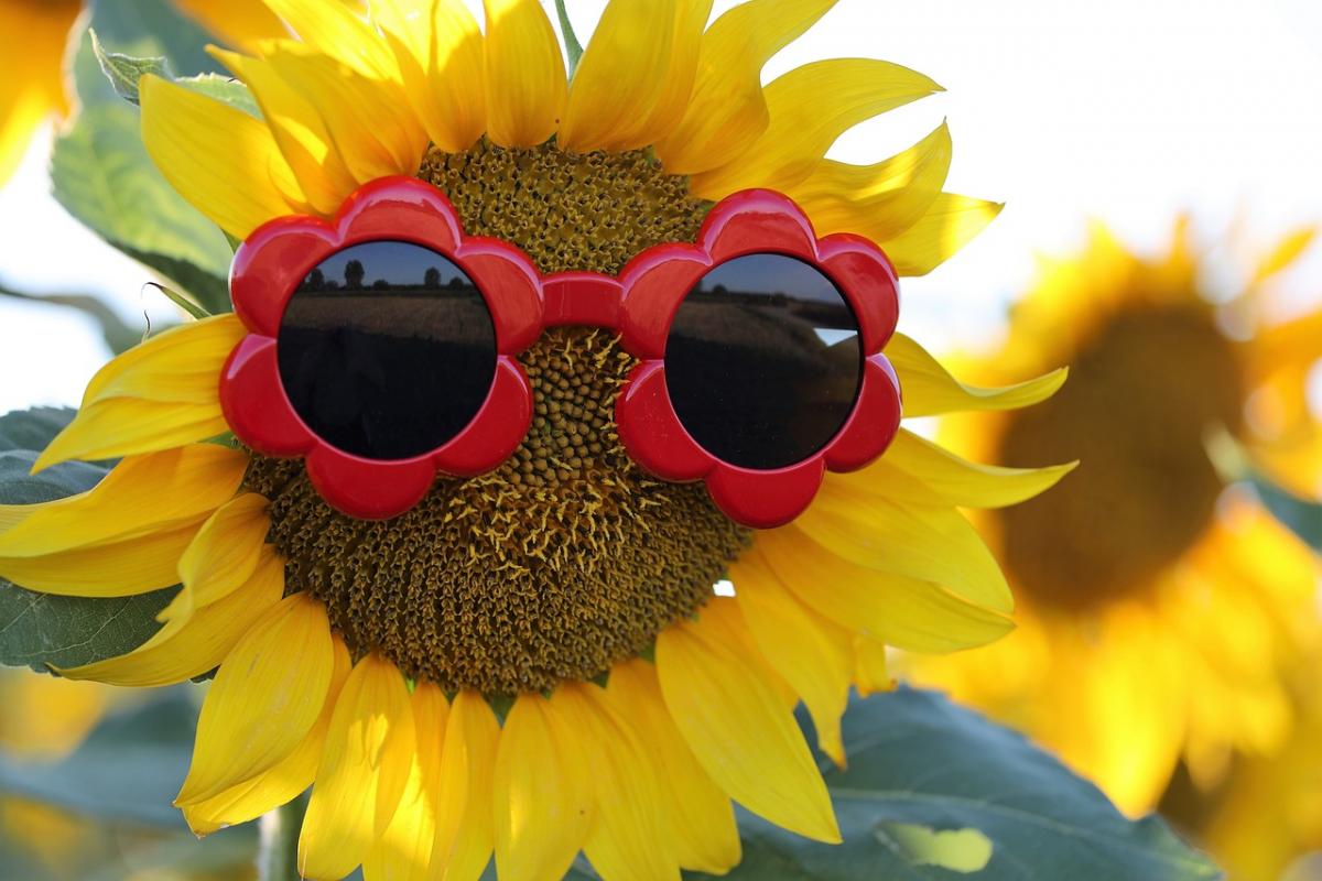 Последние дни лета в Украине будут жаркими / фото Goran Horvat / Pixabay