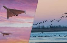 Навіть птахи бояться "шахедів": науковець розповів, як крилаті реагують на дрони