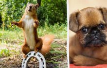 Треба знайти хитрого пса за 8 секунд на літній головоломці з білкою-"акробатом"