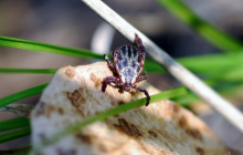 Вісім років тому вкусив кліщ: у Львові лікують юнака з рідкісною стадією хвороби Лайма