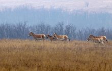 Дивовижні "дикуни": деталі про єдине в Європі стадо куланів (фото)