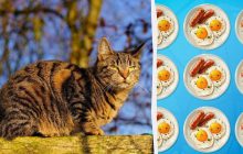 "Аппетитная" оптическая иллюзия: надо за 7 секунд найти тарелку, из которой ел кот