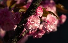 На Закарпатье распустились сакуры: пик цветения ожидается на этих выходных (видео)