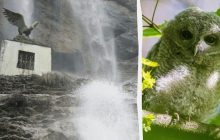 Оптическая иллюзия с подвохом: надо за 10 секунд найти сову над водопадом