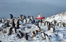 По 500 пінгвінів на полярника: чому кількість птахів біля "Вернадського" стрімко зростає