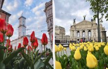 У Львові створили карту з квітковими локаціями: де можна помилуватися красою