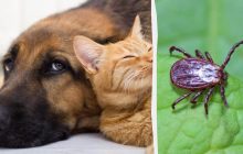 Як захистити собаку від кліщів і дістати, якщо причепився: безпечні способи