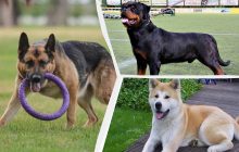 9 самых сильных пород собак, которые защитят вашу семью