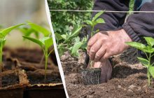 Що покласти в лунку при посадці перцю: рецепти без "хімії" з бабусиного блокнота