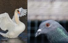 Оптическая иллюзия: надо найти забавного голубя среди чаек и лебедей за 7 секунд