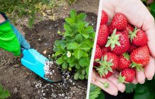 Не тільки золою: поради бувалих, чим підживити полуницю навесні для гарного врожаю